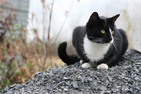 黑色和白色的猫坐在碎石上