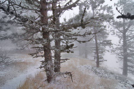 冬天的雪松树