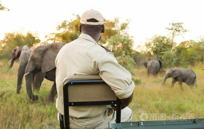 保护跟踪指南坐在狩猎车的前面看非洲大象在一个游戏保护区