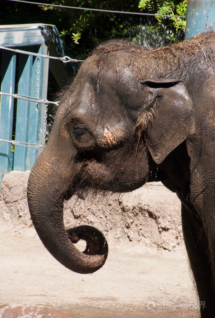 沐浴在动物园里的大象