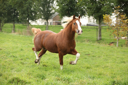 板栗威尔士小马与金色的头发在牧草上运行