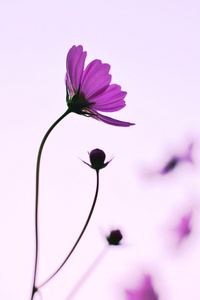 波斯菊花海紫色