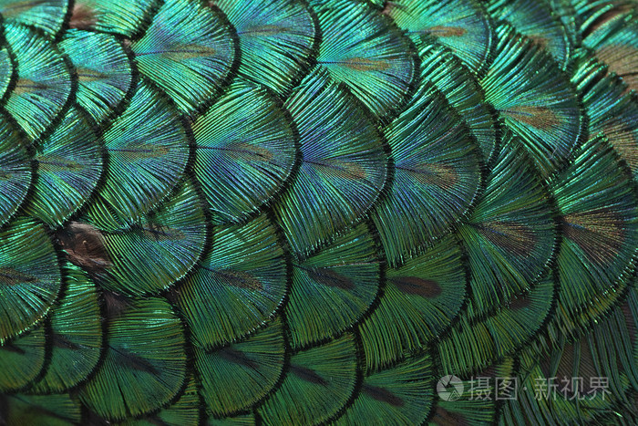 孔雀羽毛