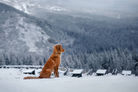 狗在雪地里。新斯科舍省鸭收费猎犬