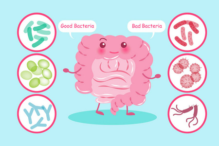 泰国的药草卡通肠是狗屎人体器官概念代表人类大肠器官的消化系统解剖