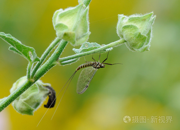 微距摄影的蜉蝣或 shadflies