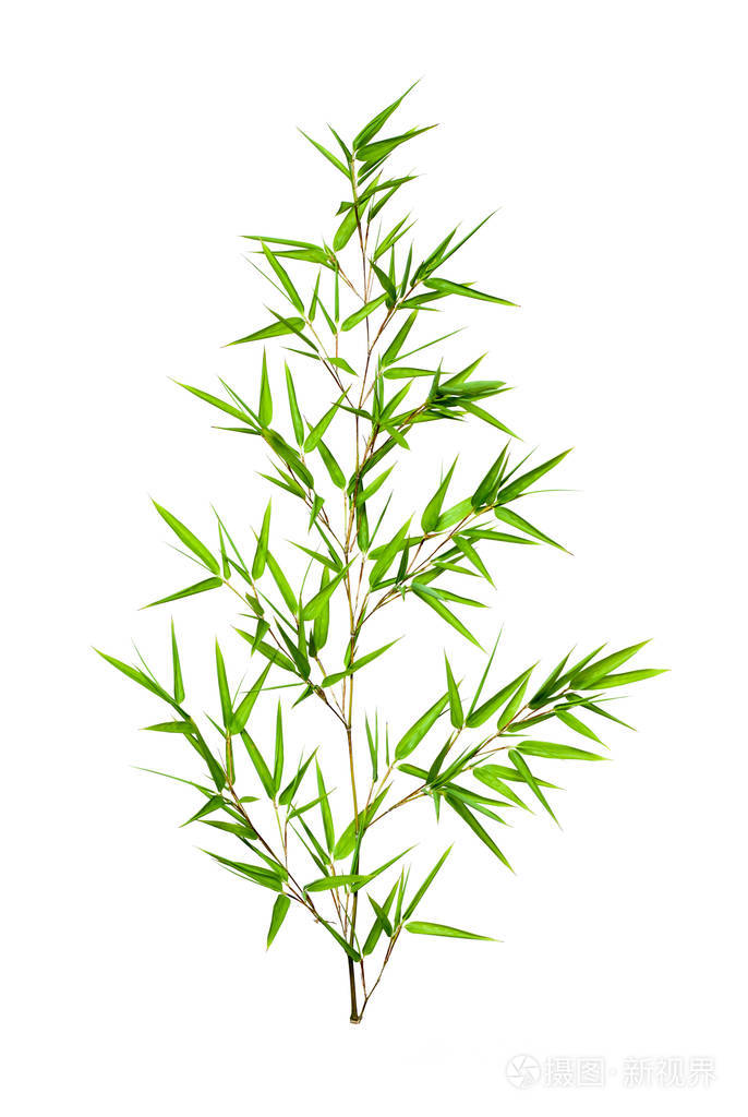 竹叶上孤立的白色背景