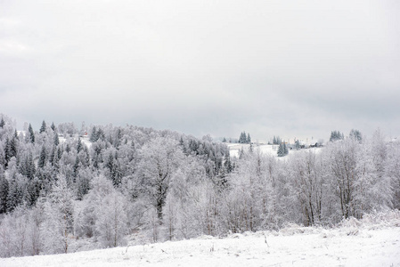 冬季乡村景观雪覆盖的树木和丘陵