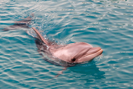 永宽海豚在红海游泳