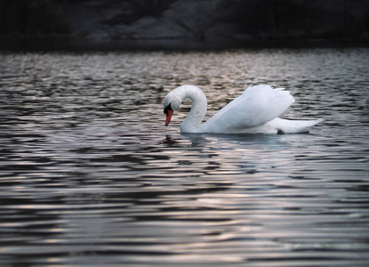 白色天鹅摆在水面上