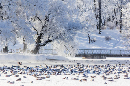 美丽冬季景观 蓝天白雪 农村公园