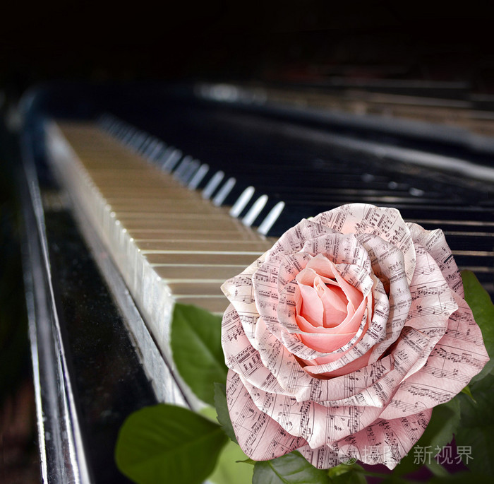 音乐符号.注意与钢琴键盘上的美丽粉红色的玫瑰