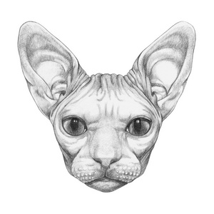 漂亮的素描肖像 Sphynx 猫, 孤立的白色