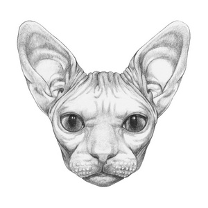 漂亮的素描肖像 sphynx 猫, 孤立的白色照片
