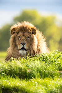 狮子躺在充满活力的绿色草