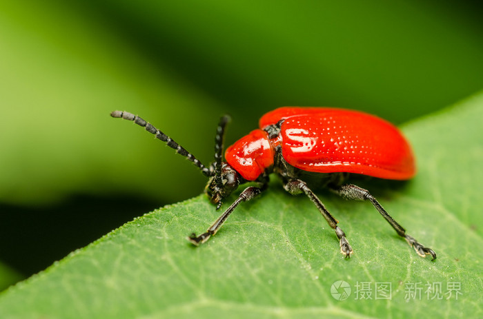 rd beetle makro