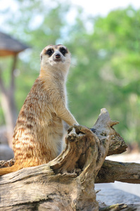 suricate 或猫鼬站在警报的位置