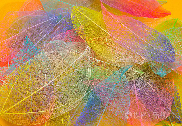 彩色叶子叶纹理图案宏留下背景纹理花卉设计叶彩虹色