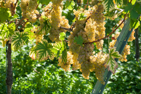 白葡萄品种，秋天葡萄园的特写
