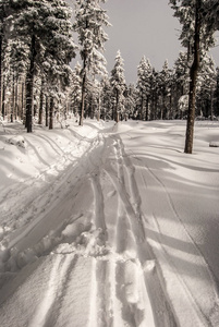 冬季远足径雪和冰冻树木周围
