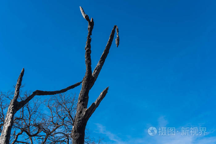 在卡西塔斯湖附近150号公路沿线烧毁了风景。托马斯火的后果