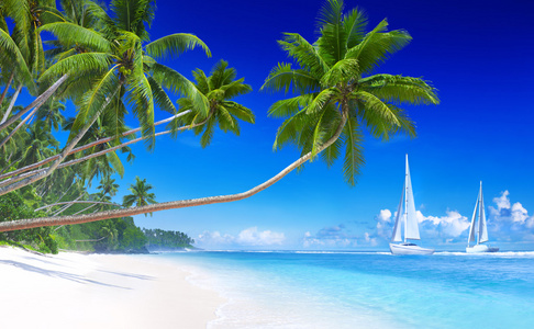 帆船在海滩和棕榈树上