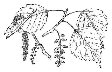 杨树植物图片
