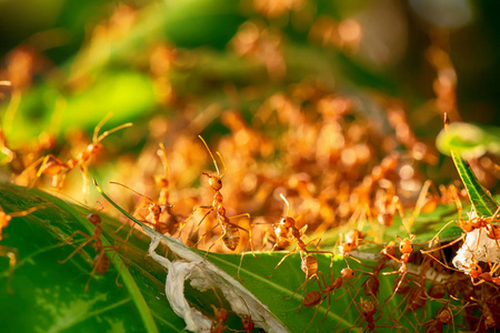 红蚂蚁走入和出巢在芒果叶