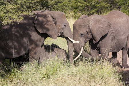 在坦桑尼亚的大象