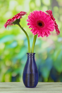 美丽的粉色非洲菊花卉在木桌子上的花瓶