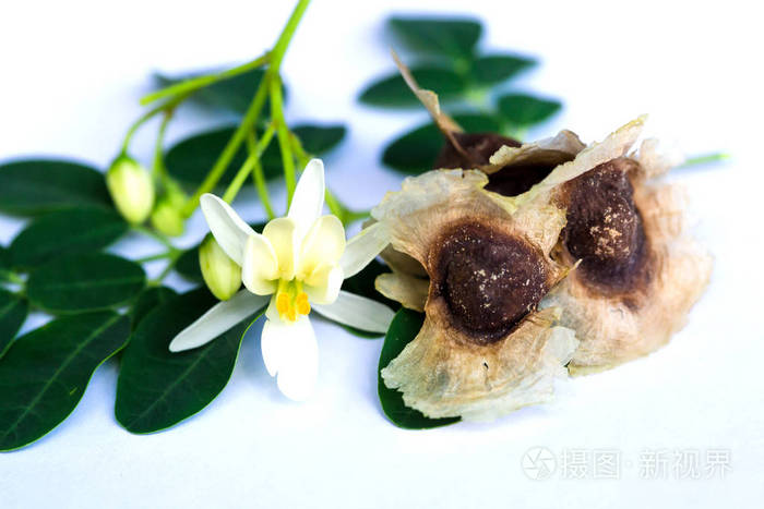 辣木辣木叶辣木籽花和木的叶子在白色隔绝的背景上它是一种有用的草药