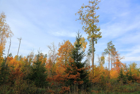 在秋天森林与绿色橙色树在蓝天与白云背景的惊人的景色