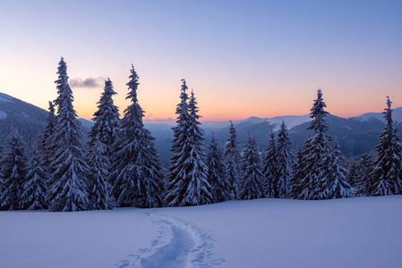 雪后冬山中的神奇日落蓝天和橙色地平线上覆盖着积雪的巨大松树