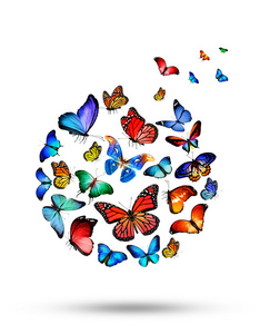 许多色彩鲜艳的蝴蝶