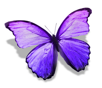 紫色的蝴蝶翅膀图片