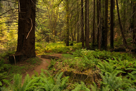 在加利福尼亚州的蕨类植物覆盖的红杉森林远足路径