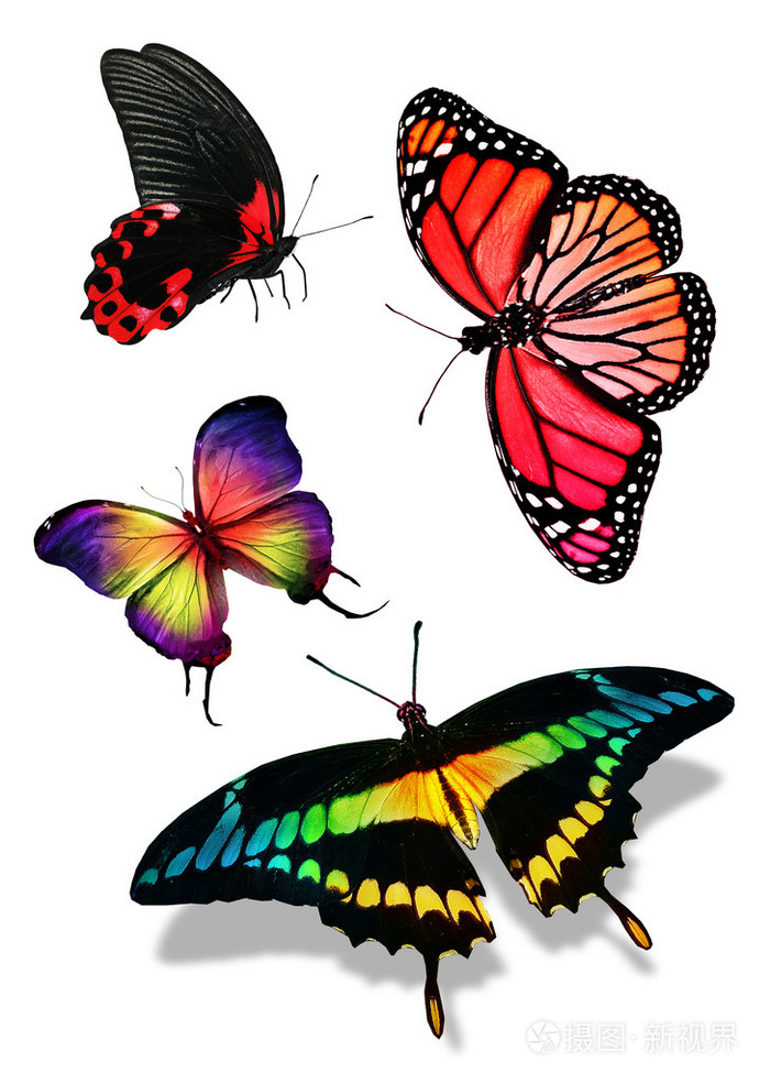 许多色彩鲜艳的蝴蝶