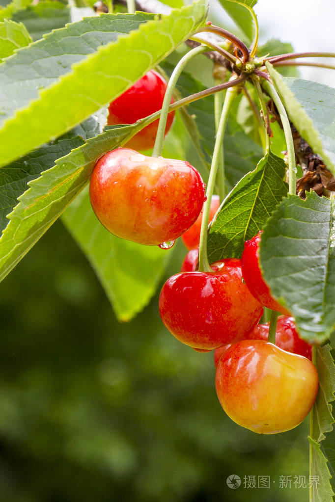 雨后树枝上的成熟樱桃照片-正版商用图片07h5ig-摄图新视界