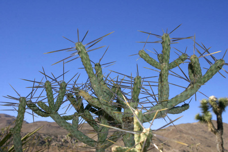 仙人掌柽柳。分枝铅笔 Cholla