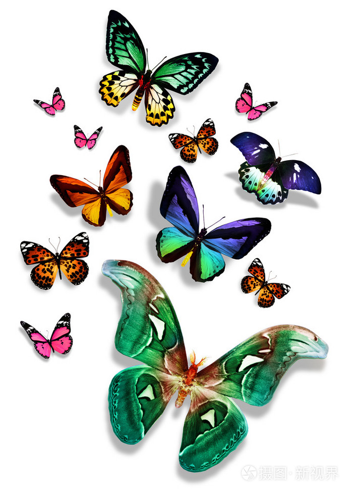 许多色彩鲜艳的蝴蝶