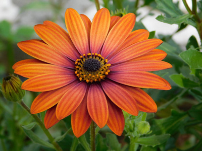 Dimorphotheca 或 osteospermum ecklonis 橙菊花花