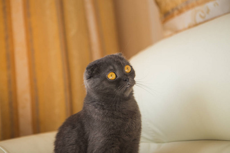 滑稽灰色 scottishfold 猫坐在沙发上家庭宠物概念