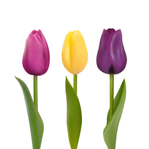 三紫色和黄色郁金香被隔绝在白色背景附近。照片现实的网格矢量插图为任何节日装饰