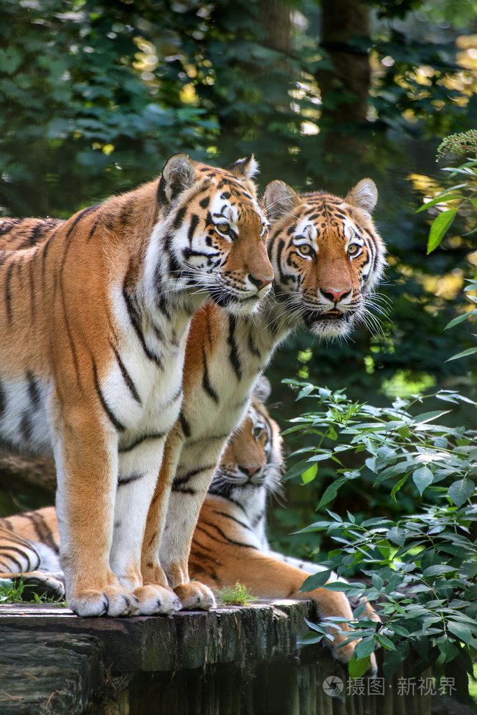 孟加拉圈养老虎的虎底格里斯河