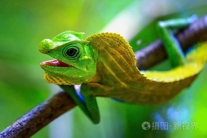 斯里兰卡森林自然环境中的变色龙