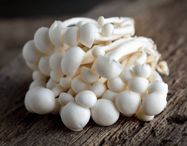 白色菇类大全常吃图片