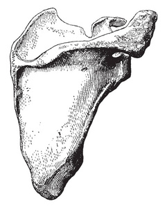 肩胛骨是一个大的扁平三侧骨, 放置在胸部的上部和背面, 复古线条画或雕刻插图