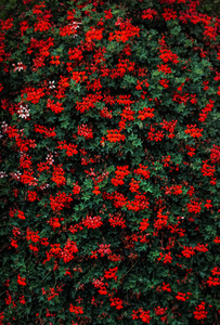 色彩鲜艳的花卉背景图片