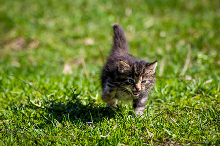 奔跑的猫小猫在草地上奔跑.照片