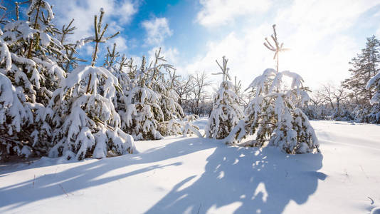 冬天松树森林在雪在明亮晴朗的日子